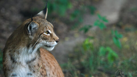 Tierpark Sababurg Ein Luchs im Tierpark Sababurg