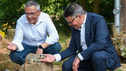 Tierpark Sababurg Ministerpräsident Boris Rhein füttert ein Erdmännchen im Tierpark Sababurg