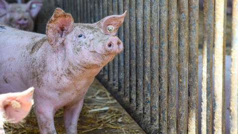 Boris Rhein bei den Hoffreunden und auf dem Lindenhof in Buttzbach in Nieder-Weisel Wetterau, Ministerpräsident