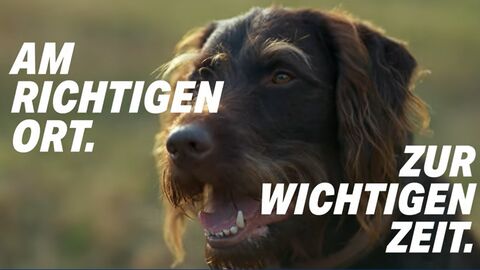 Hundekopf - davor der Slogan am richtigen Ort zur wichtigen Zeit. 